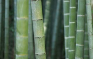 Why Bamboo Shirt Fabric Is the Future of Sustainable Comfort