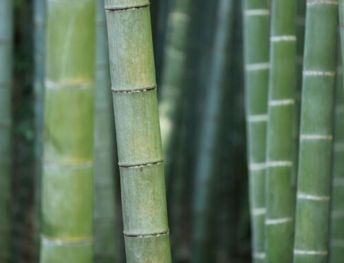 Why Bamboo Shirt Fabric Is the Future of Sustainable Comfort